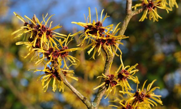 Acer palmatum 'Sonneuntergang'